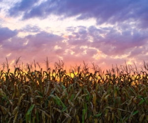 iowa